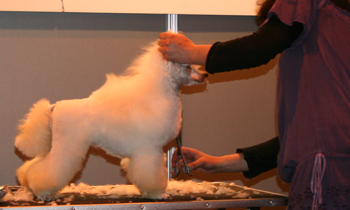 curso-peluqueria-canina