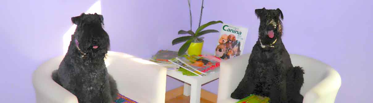 Peluquería Canina Truka Peluquería Canina Truka