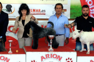 Peluquería Canina Madrid - Curso peluquería perros