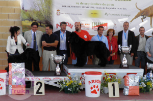 Peluquería Canina Madrid - Curso peluquería perros