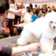 Peluquería Canina Madrid - Curso peluquería perros