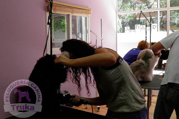Peluquería Canina Madrid - Curso peluquería perros