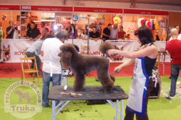 Peluquería Canina Madrid - Curso peluquería perros