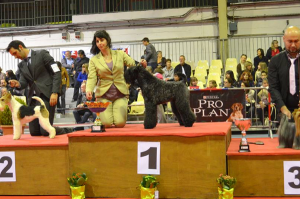 cursos de peluquería canina Madrid