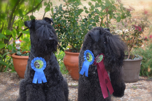 Peluquería Canina Madrid - Curso peluquería perros