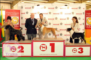 Peluquería Canina Madrid - Curso peluquería perros