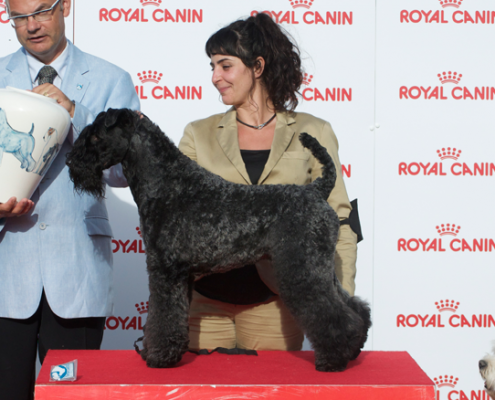 Peluquería Canina Madrid - Curso peluquería perros