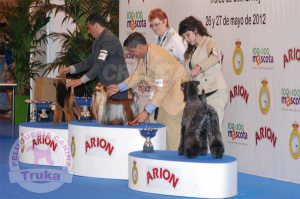 Peluquería Canina Madrid - Curso peluquería perros