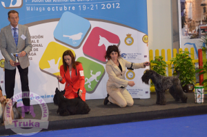 peluquería canina Madrid Alcorcón - Cursos