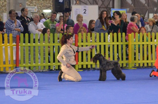 Peluquería Canina Madrid - Curso peluquería perros