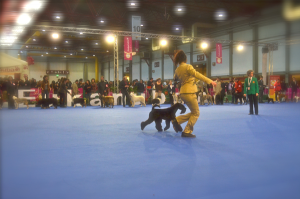 Peluquería Canina Madrid - Curso peluquería perros