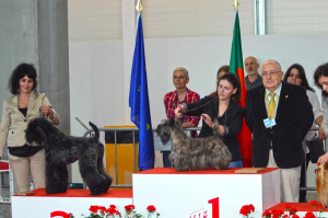 Peluquería Canina Madrid - Curso peluquería perros