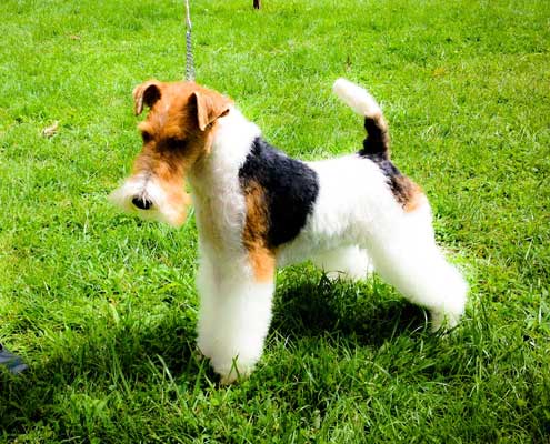 Peluquería Canina Madrid - Curso peluquería perros