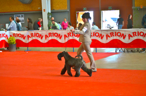 Peluquería Canina Madrid - Curso peluquería perros