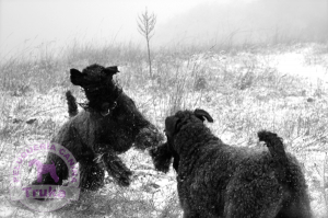 Peluquería Canina Madrid - Curso peluquería perros