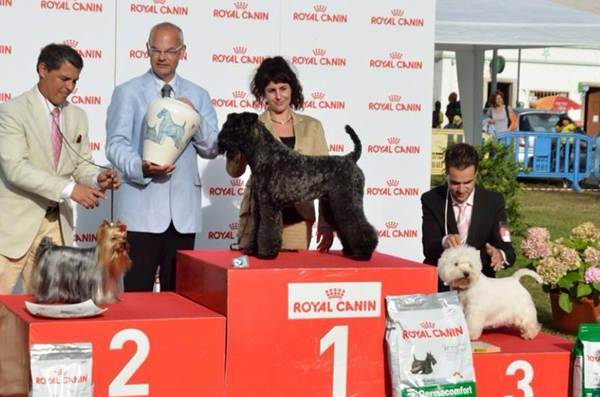 Peluquería Canina Madrid - Curso peluquería perros