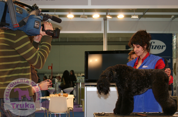 Peluquería Canina Madrid - Curso peluquería perros