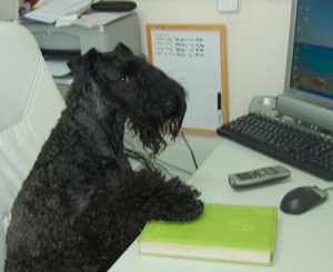 Peluquería Canina Madrid - Curso peluquería perros