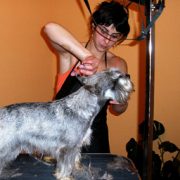 Peluquería Canina Madrid - Curso peluquería perros