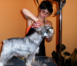 Peluquería Canina Madrid - Curso peluquería perros