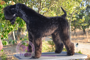 peluqueria-canina-cachorro