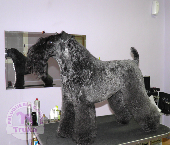 Peluquería Canina Madrid - Curso peluquería perros