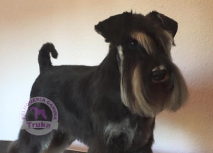 corte de pelo para perros en madrid