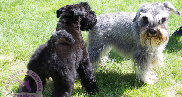 peluquería canina Madrid Alcorcón - Cursos