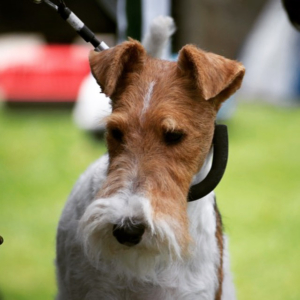 peluquería para perros en madrid