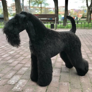 peluquería canina Alcorcón Madrid